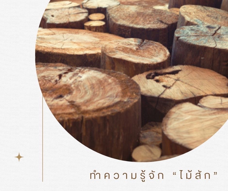 ทำความรู้จัก “ไม้สัก”